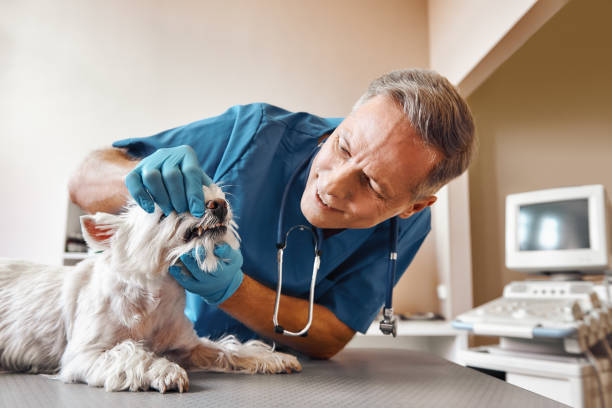Best Emergency Tooth Extraction in Summit, WA